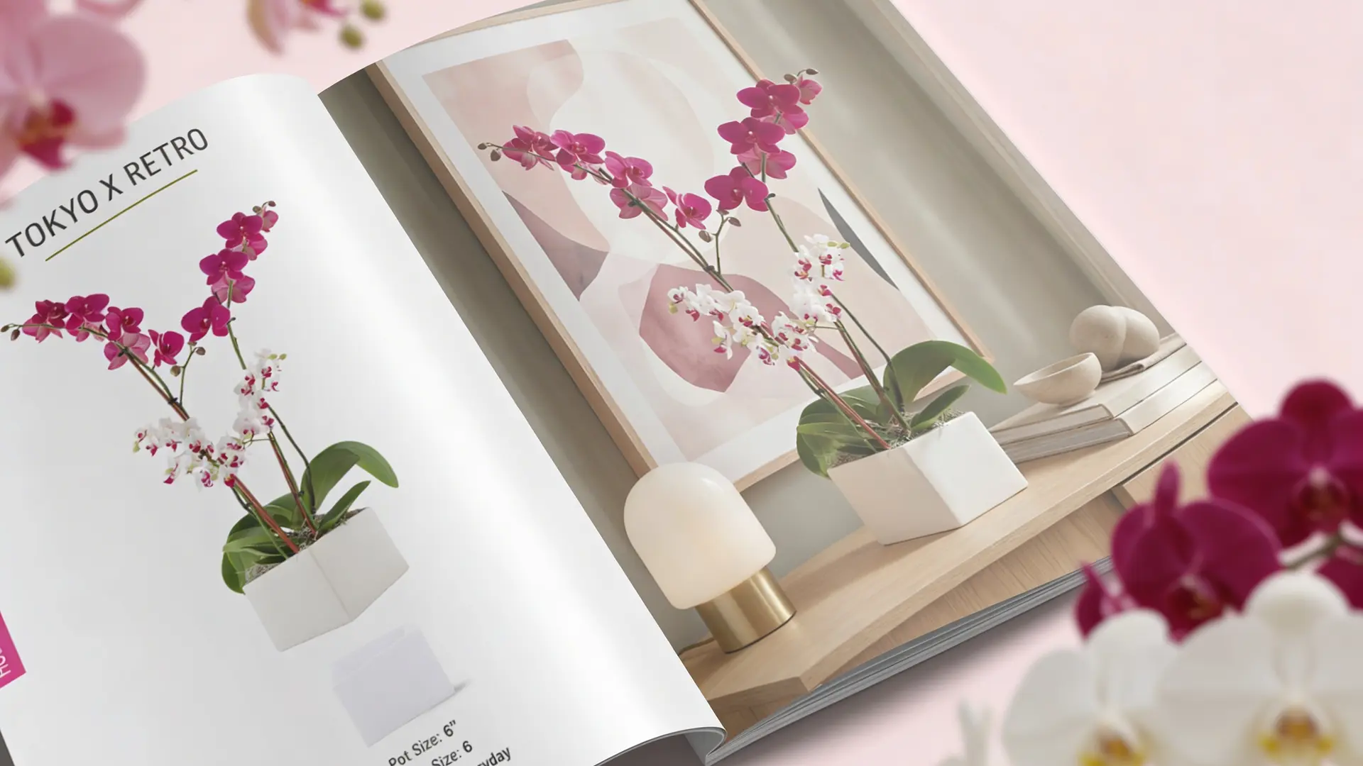 ColorOrchids: Catalogus